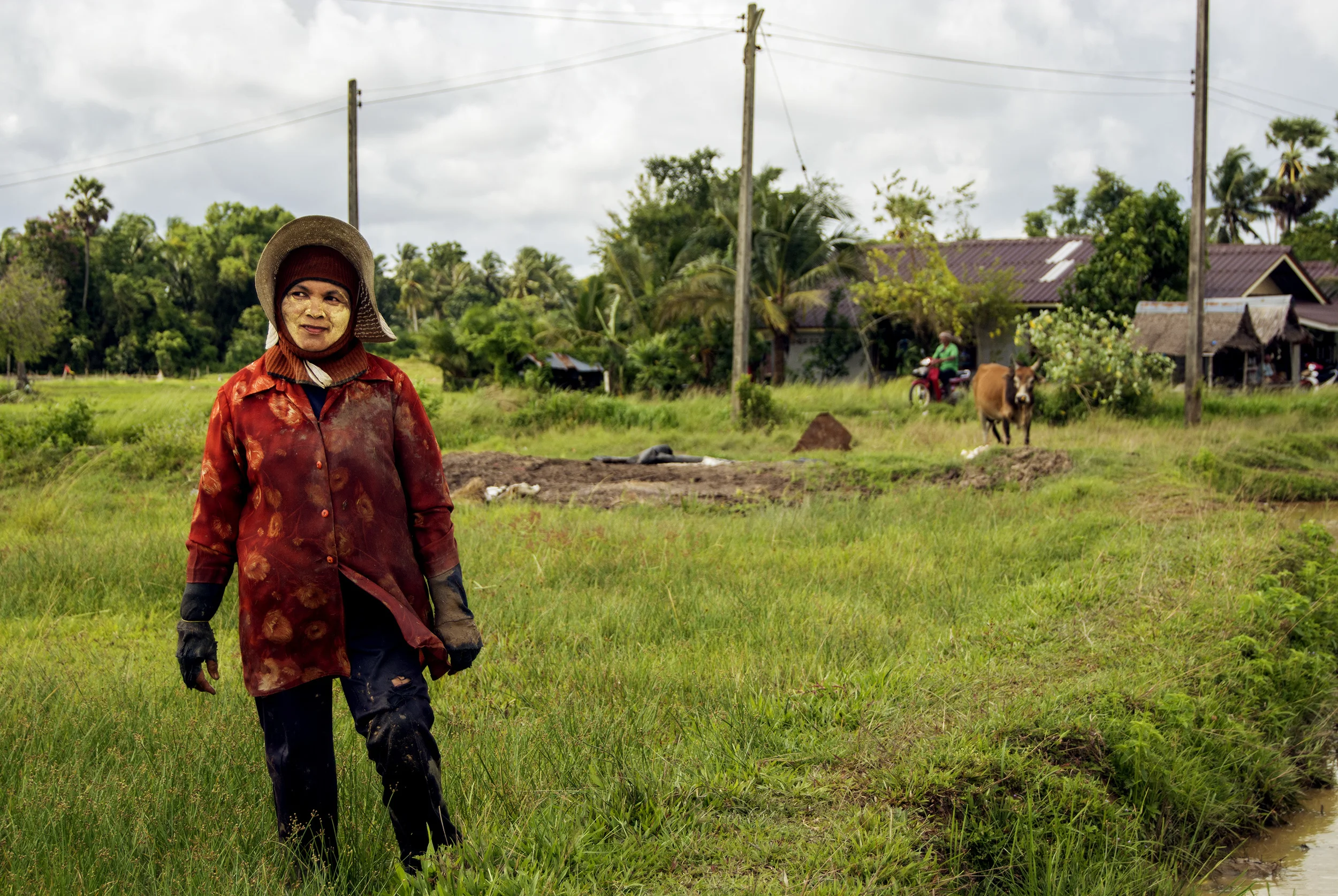 rice paddies 2.jpg