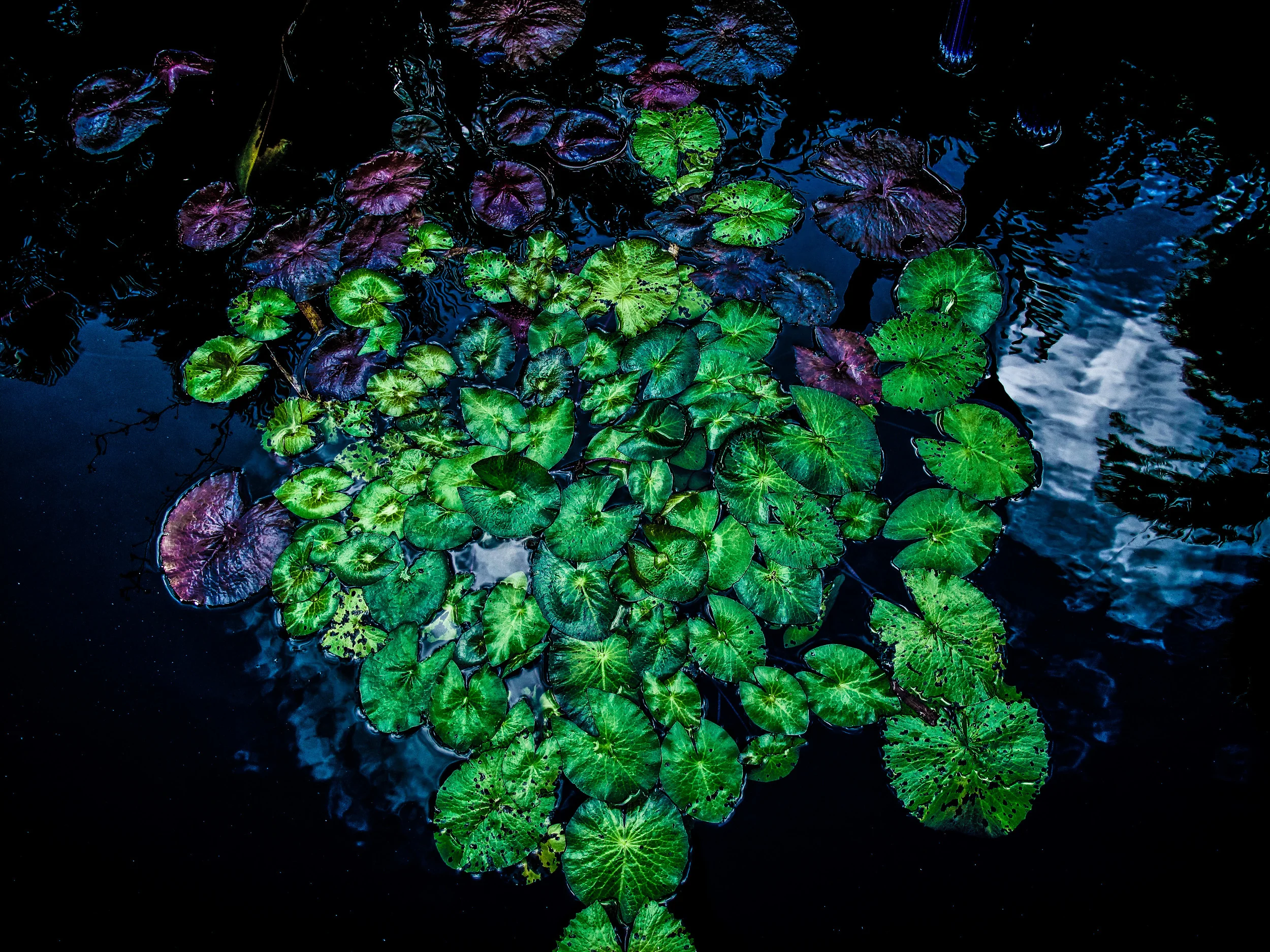 lilly pad