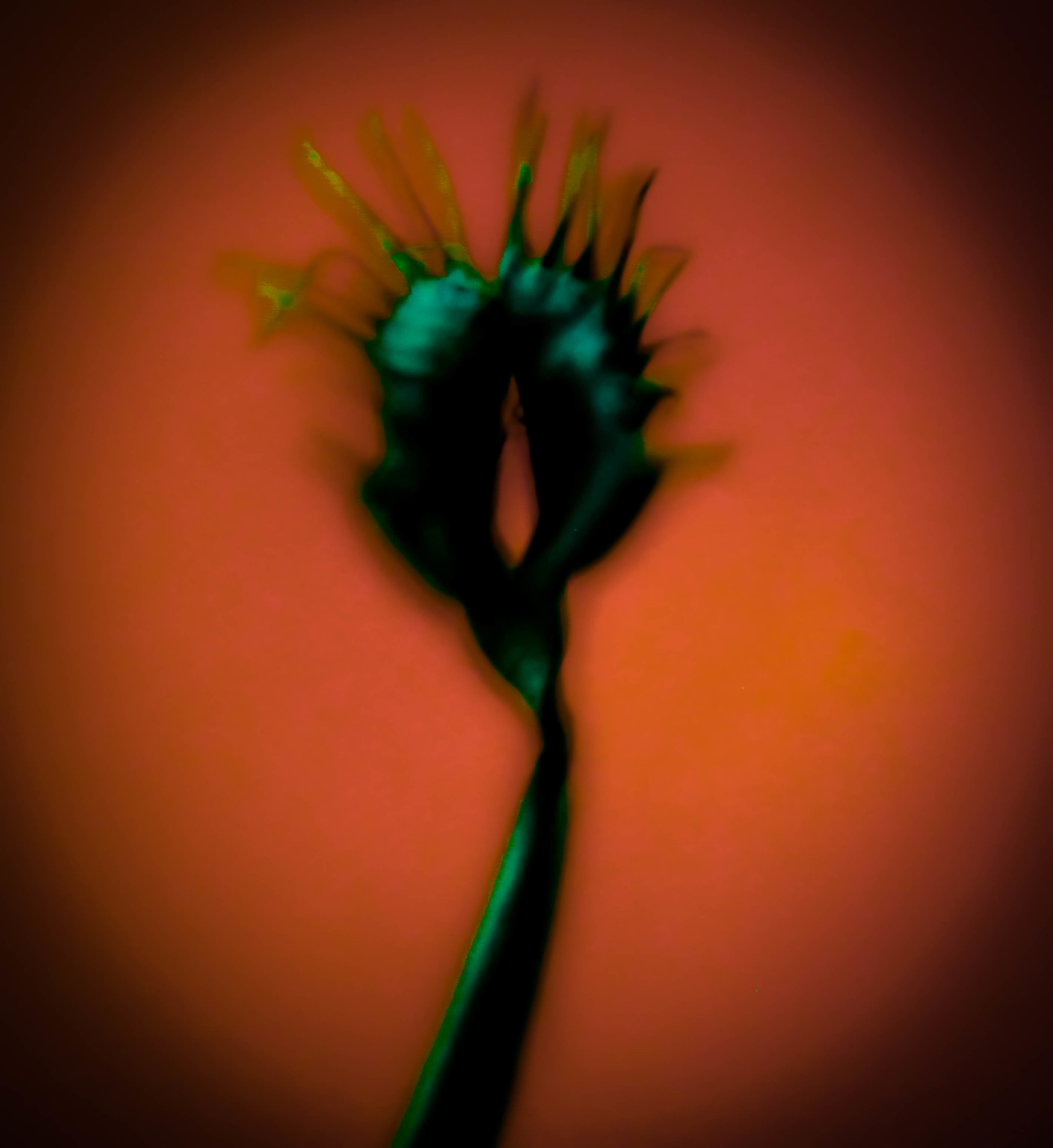 venus flytrap