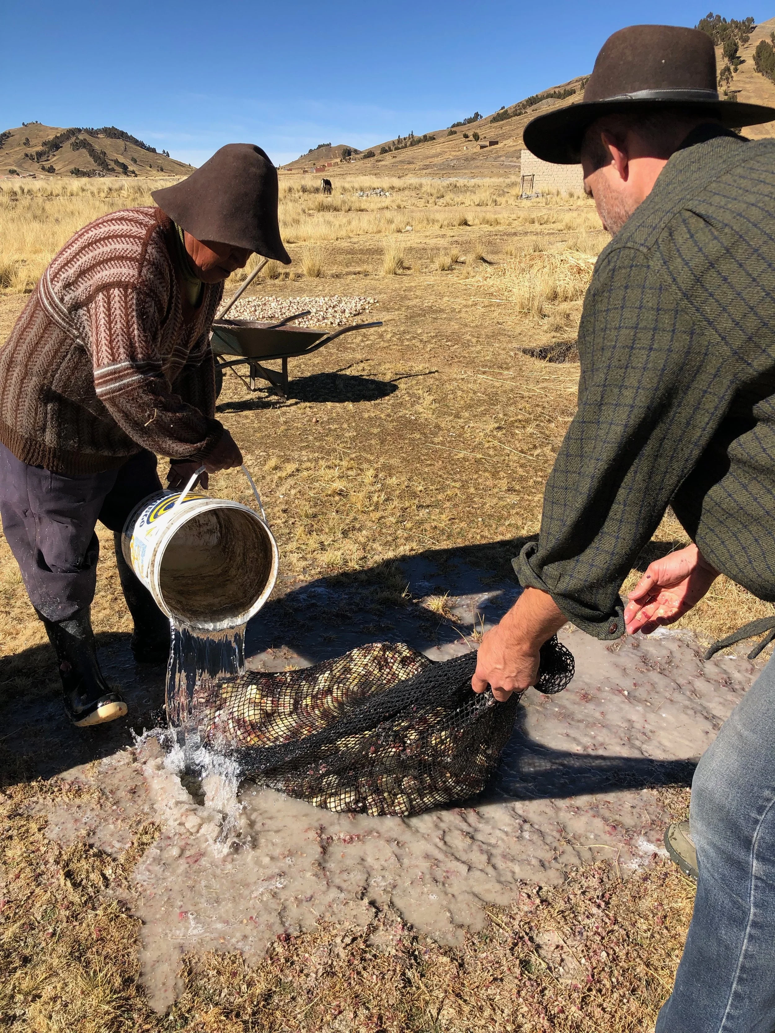 Making Chuño Blanco