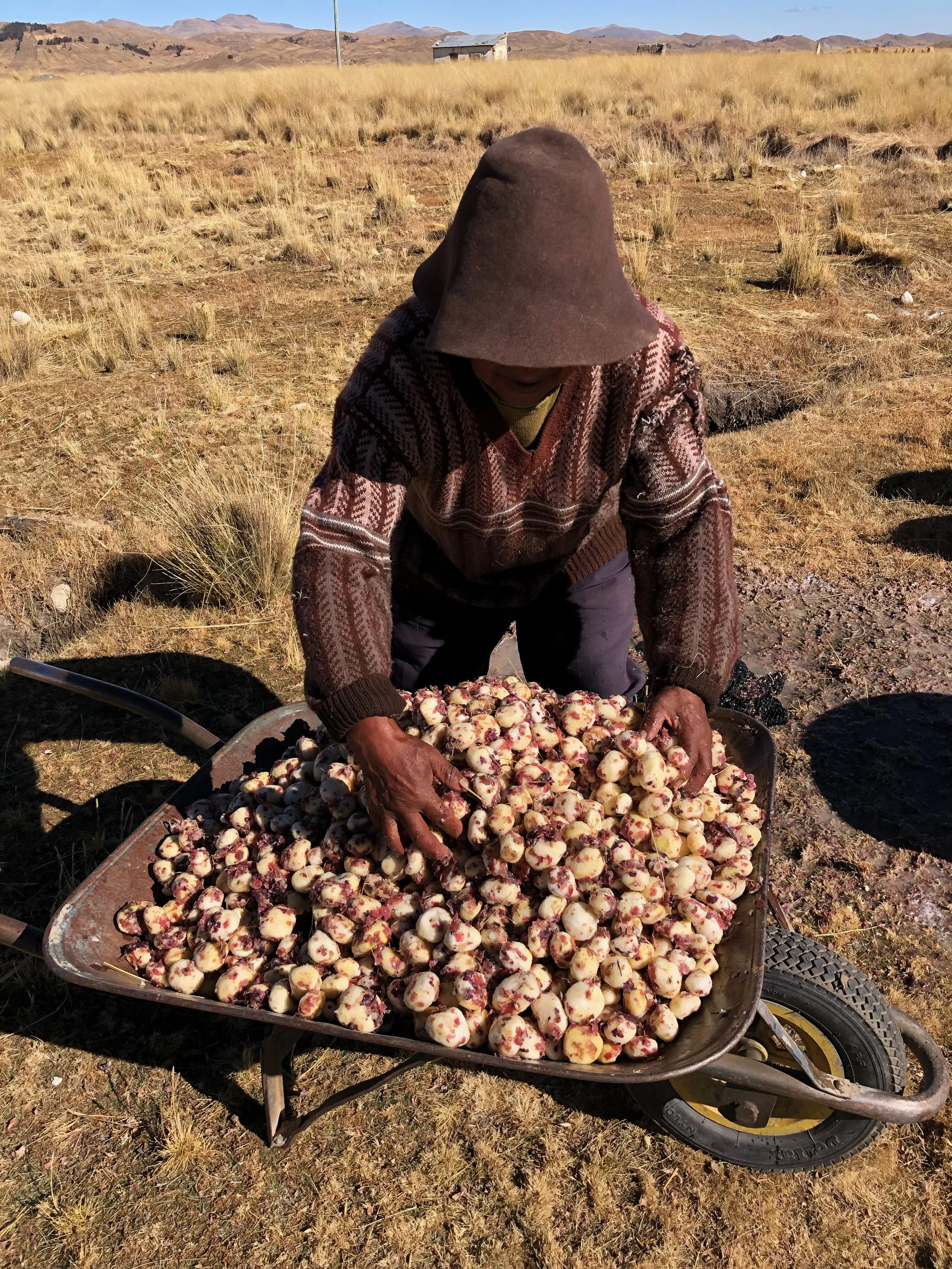 Making Chuño Blanco