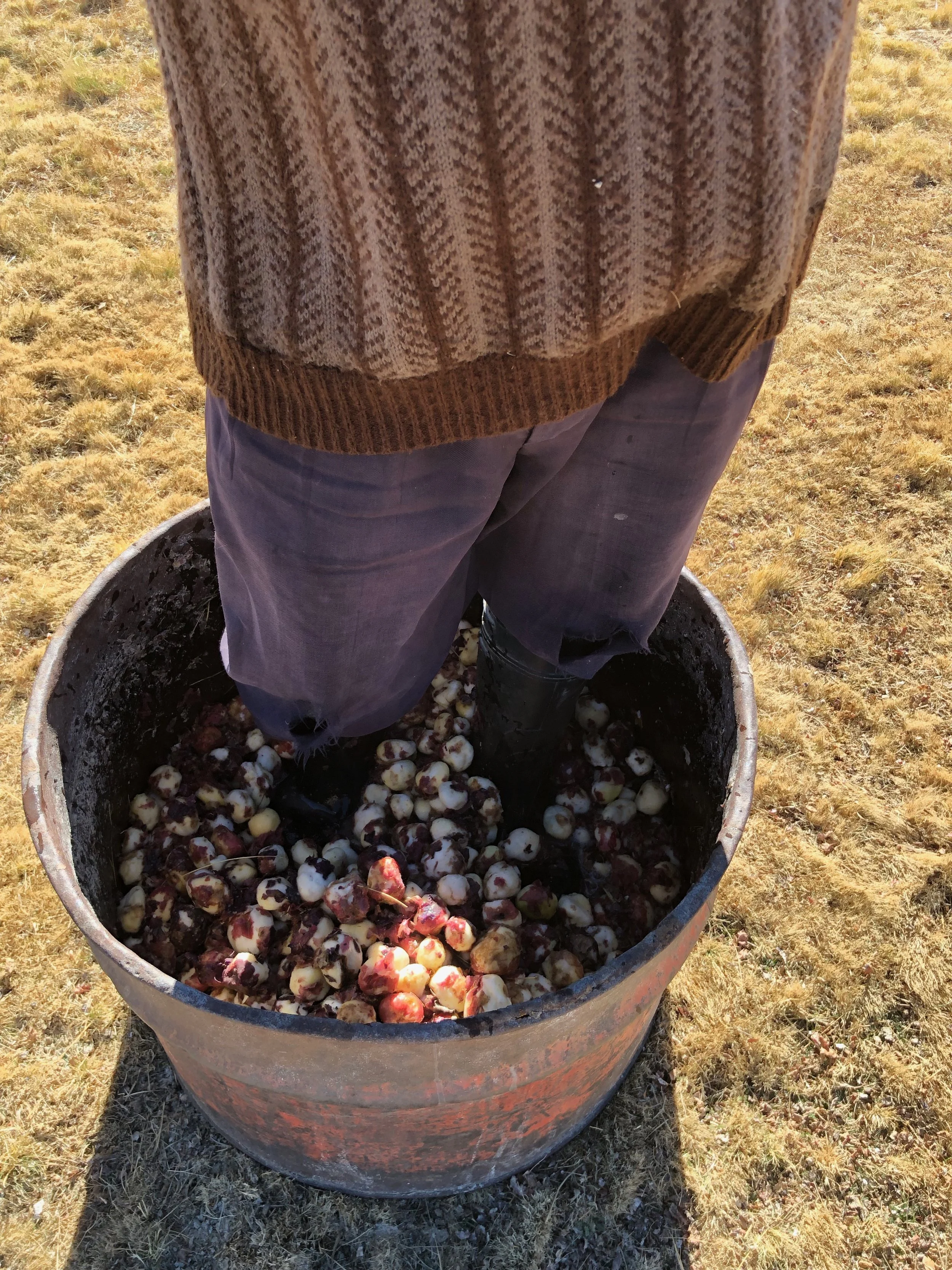Making Chuño Blanco