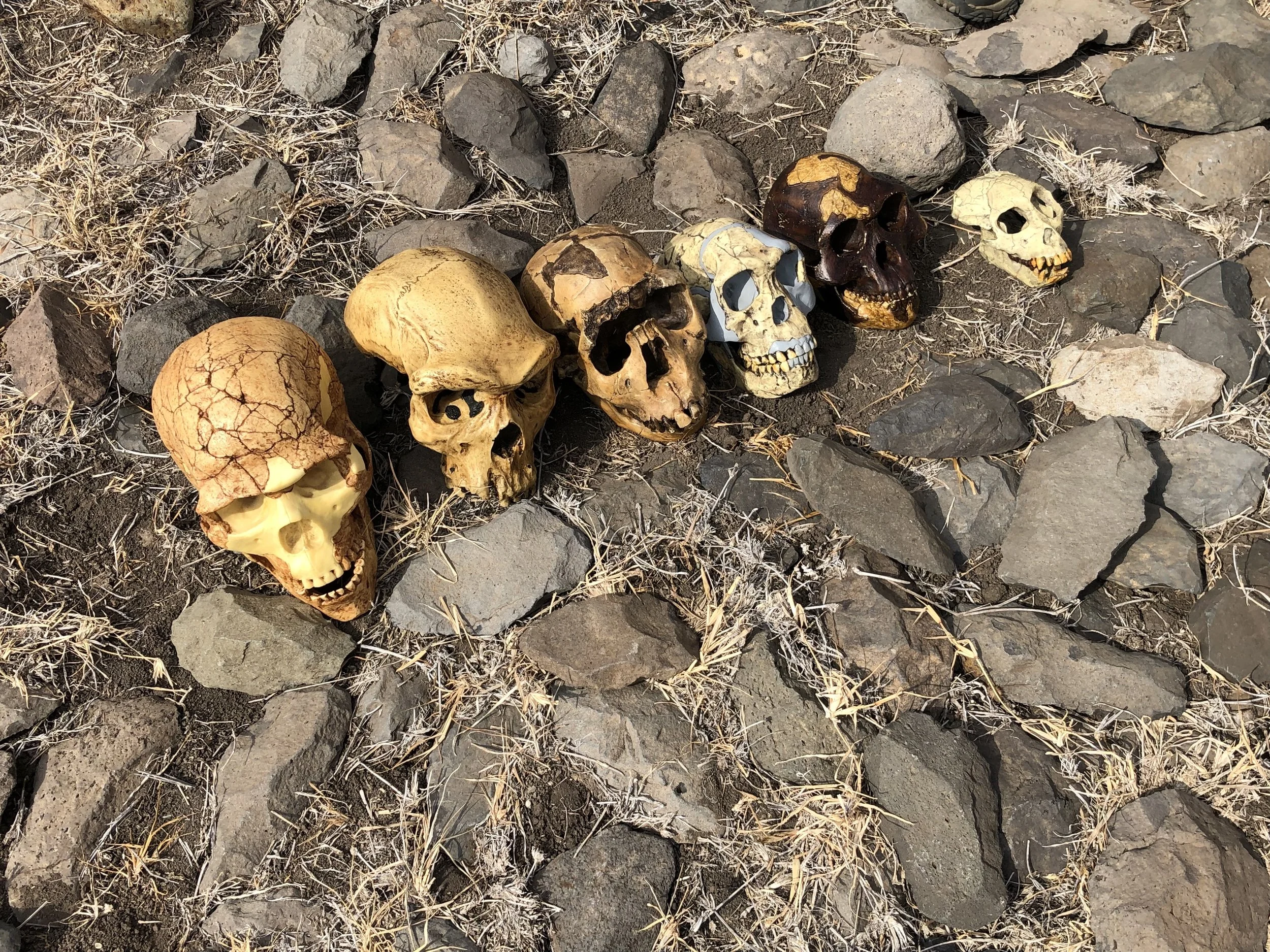 Skulls at Lewa Dr. Bill Schindler.jpg