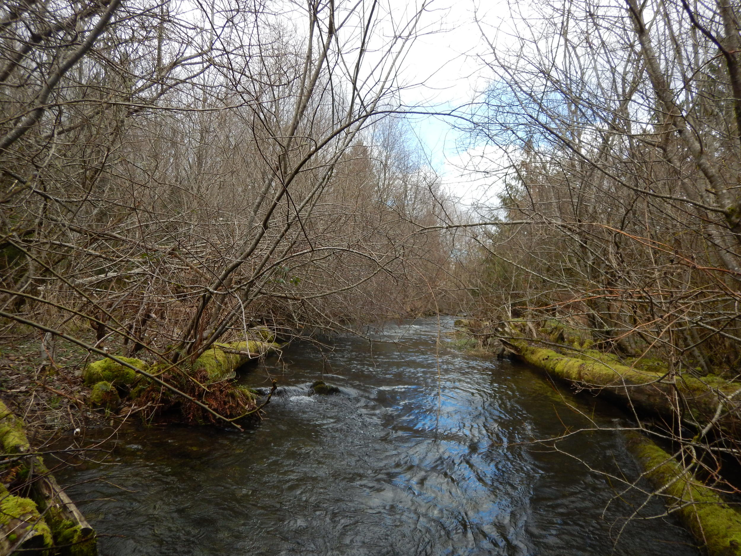 In 2016, Kendall Creek is properly shrouded by the native trees and shrubs planted by NSEA in 2003. 