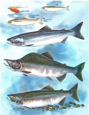 Pink Salmon — Nooksack Salmon Enhancement Association