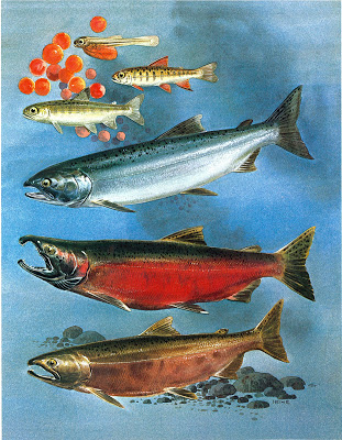 Coho Salmon — Nooksack Salmon Enhancement Association
