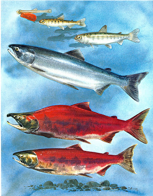 Sockeye Salmon — Nooksack Salmon Enhancement Association