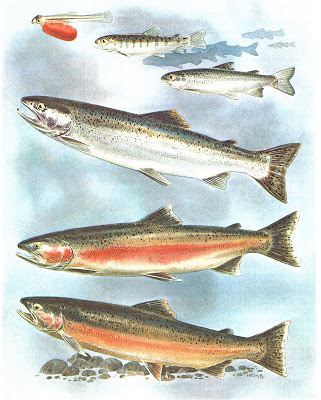 Steelhead trout — Nooksack Salmon Enhancement Association