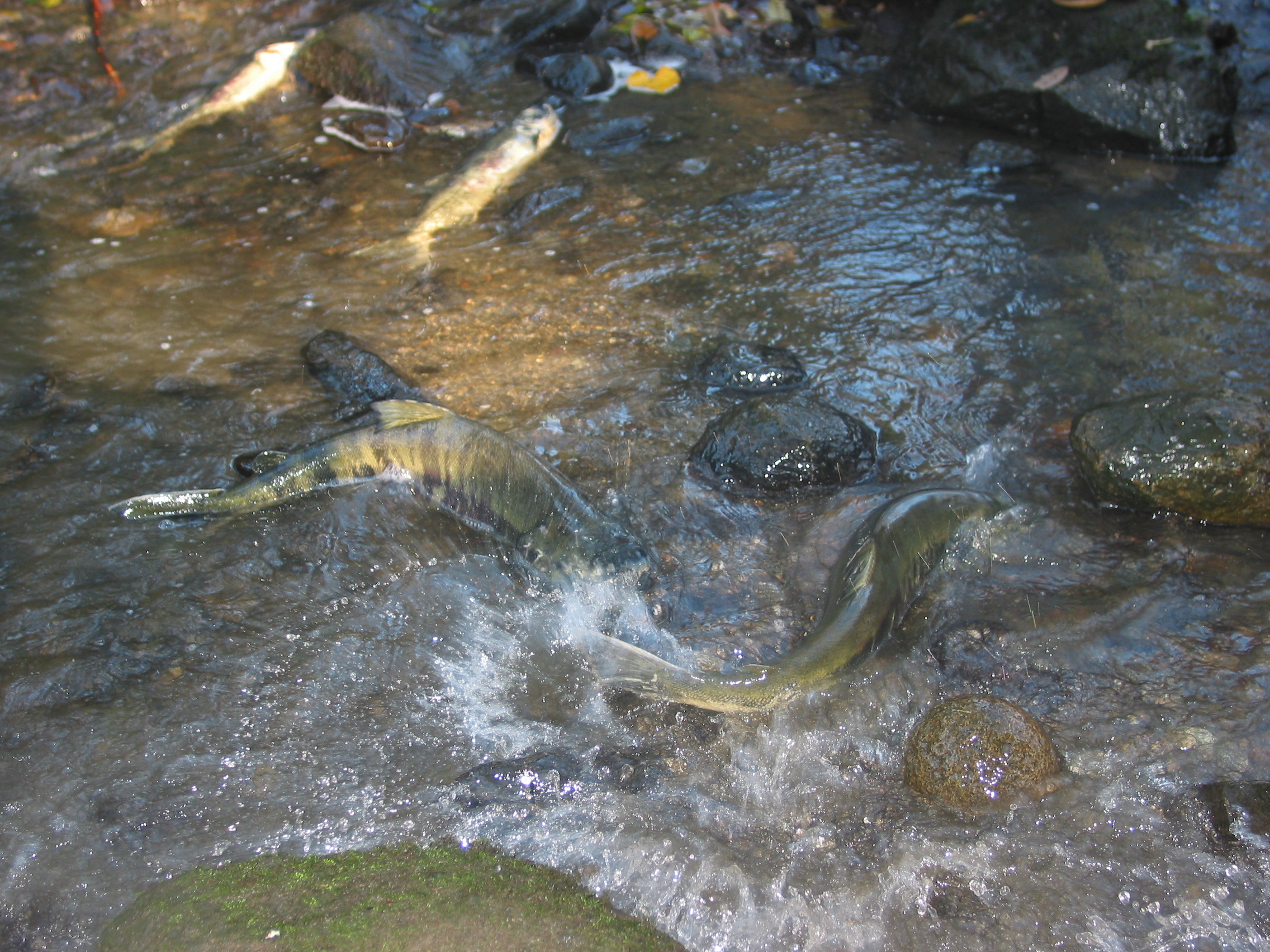Haynie Creek with trees.jpg