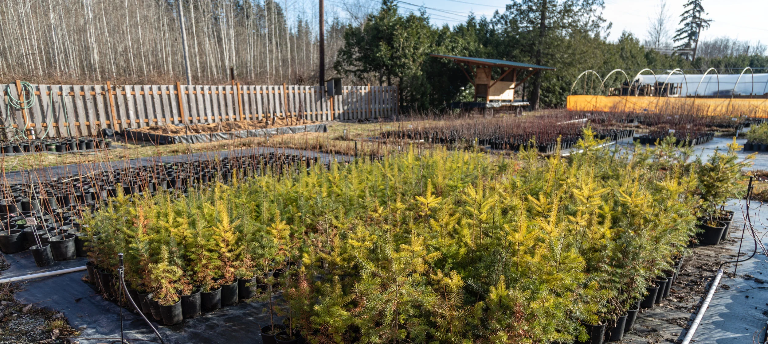 PathwaytoPreservation_NativePlants.jpg
