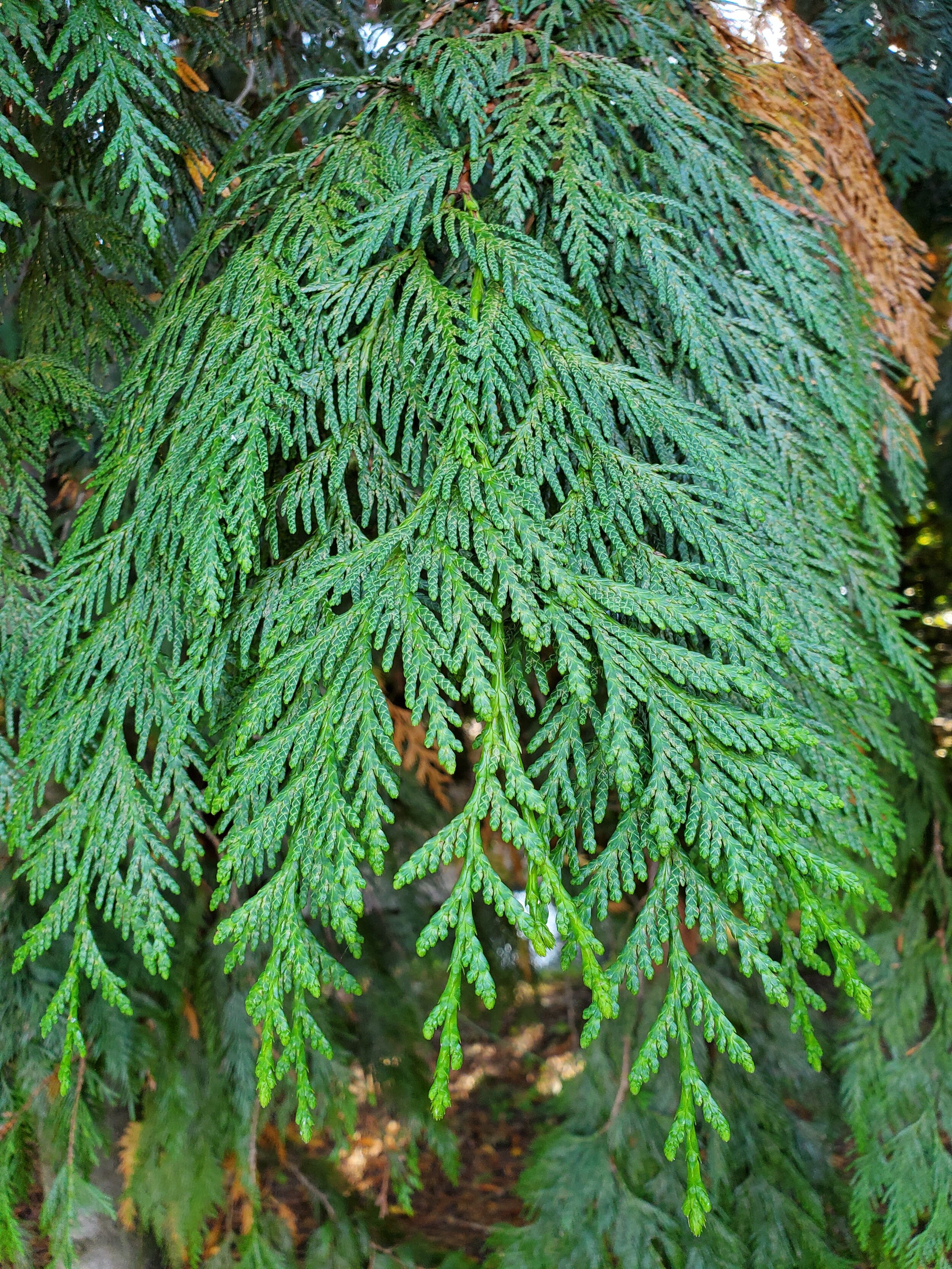 Western Red Cedar (scale closeup)