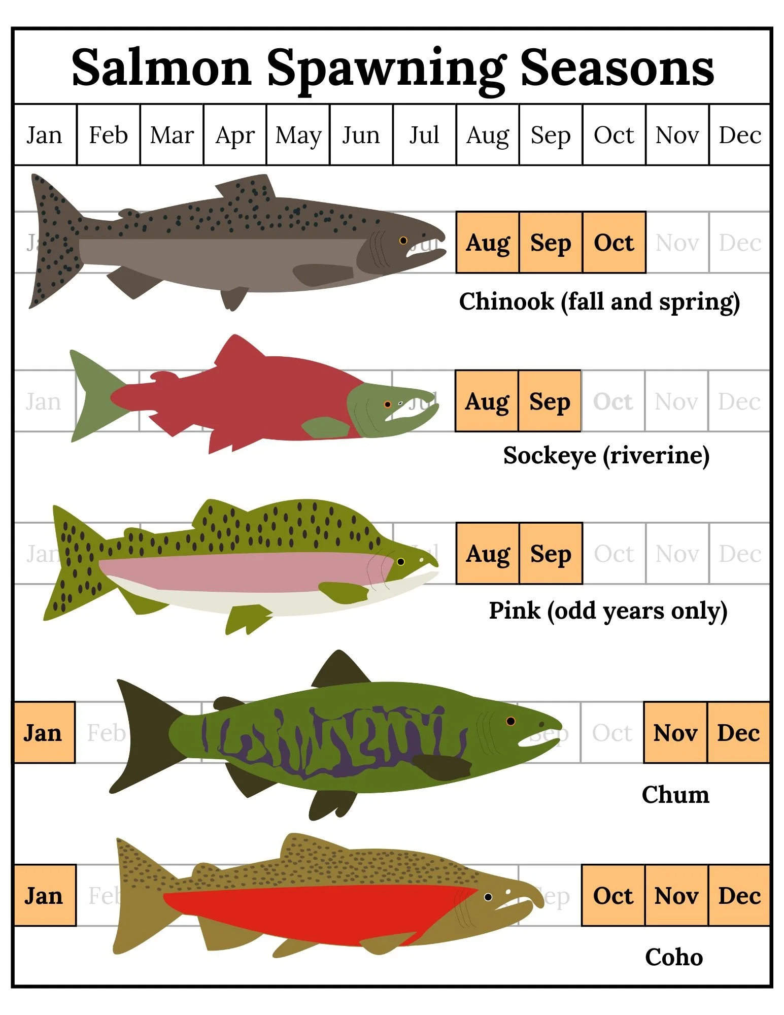 Spawning Female Chum Salmon