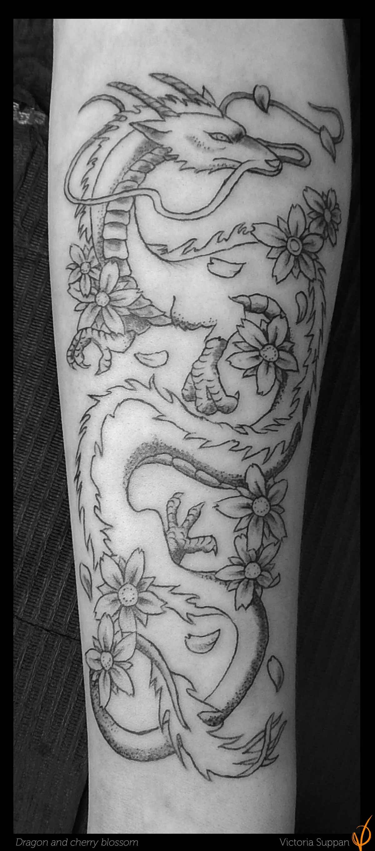 SUPPAN-dragon-cherry-blossom.jpg