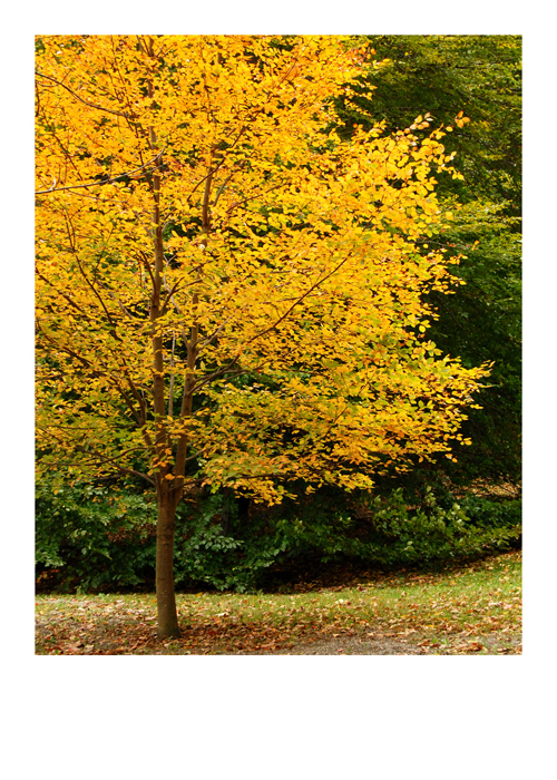 BLNK 125-2.jpg