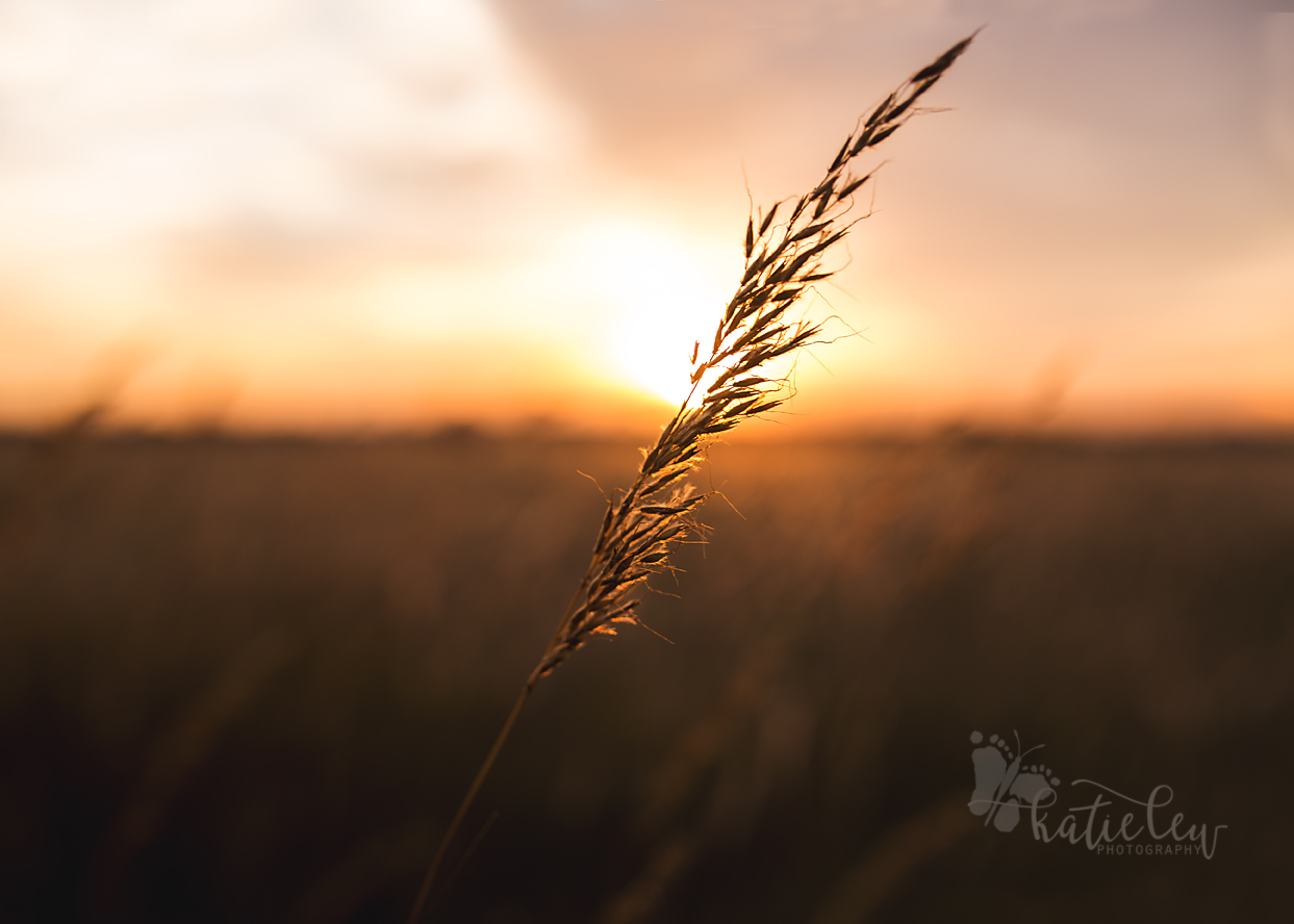 _MG_0271.png