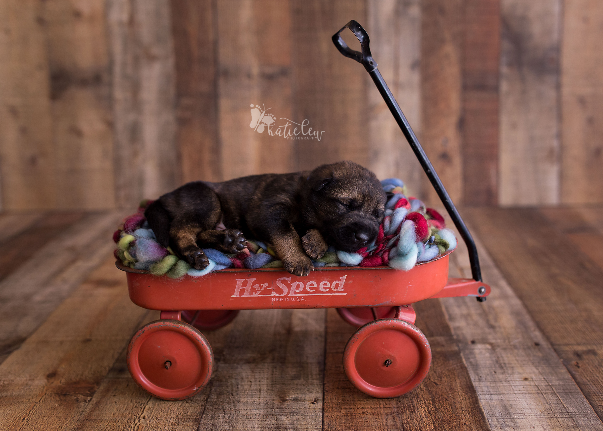 sweet puppy in a red wagon