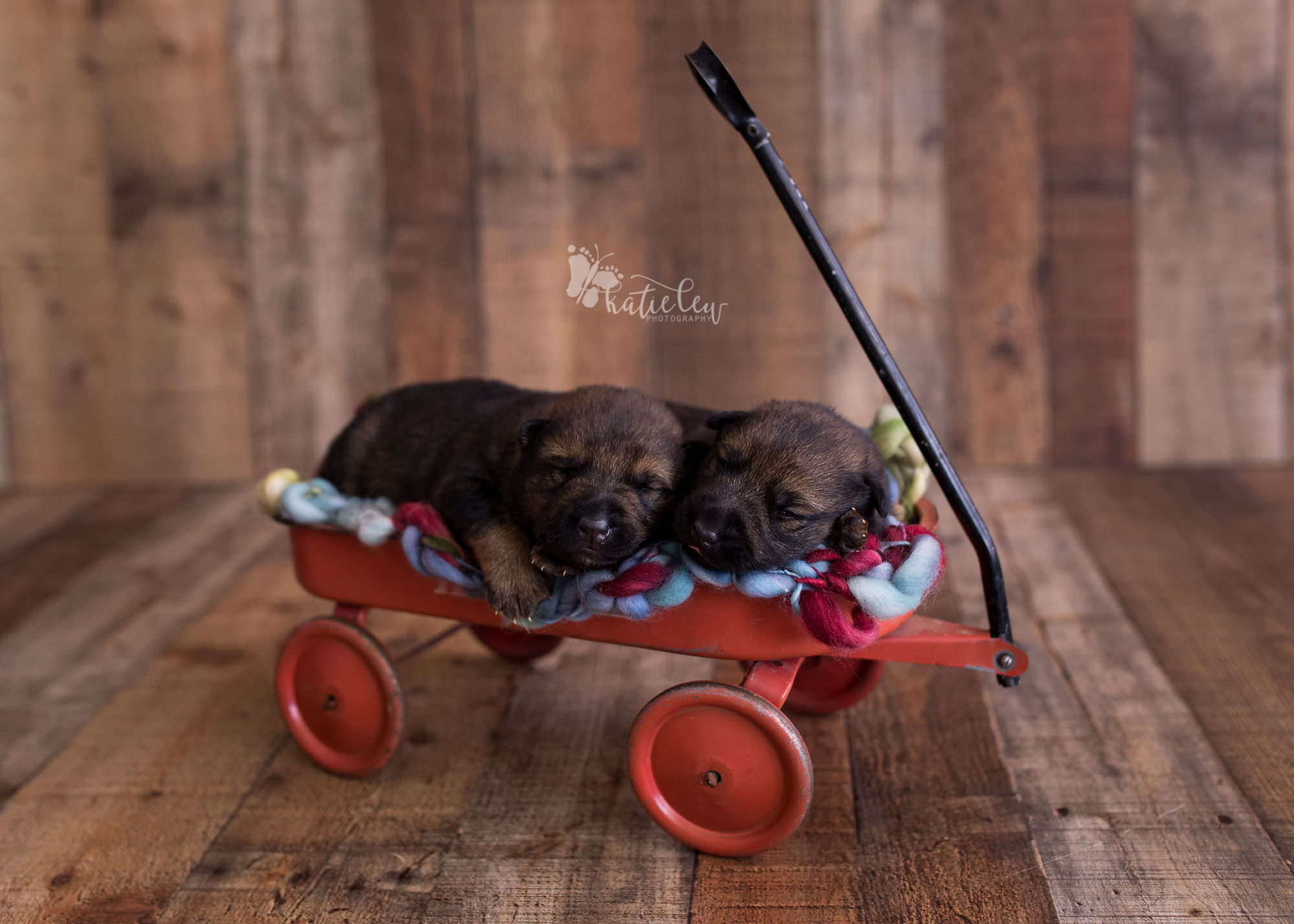 two adorable german shepherd boys snuggled up together in a red wagon