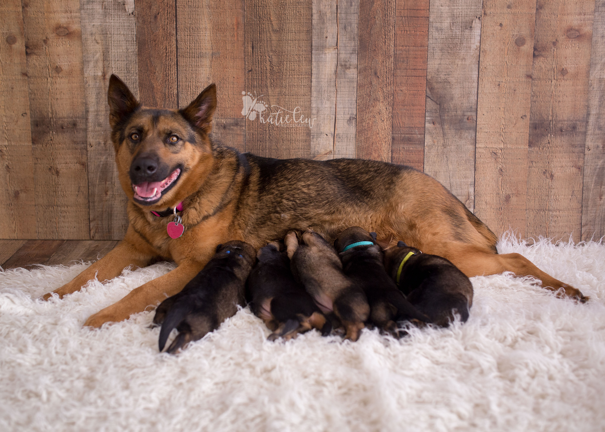 a sweet mama german shepherd nursing her 5 puppies