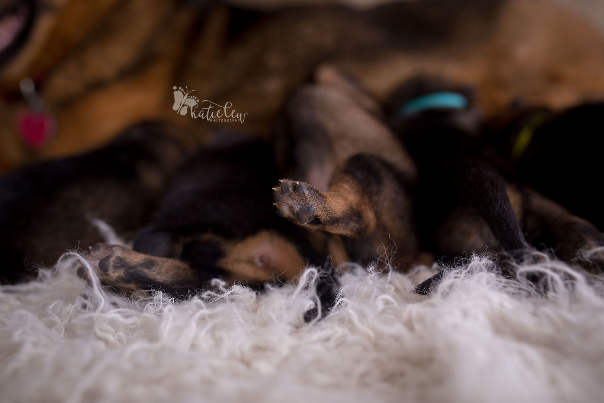 nursing puppies