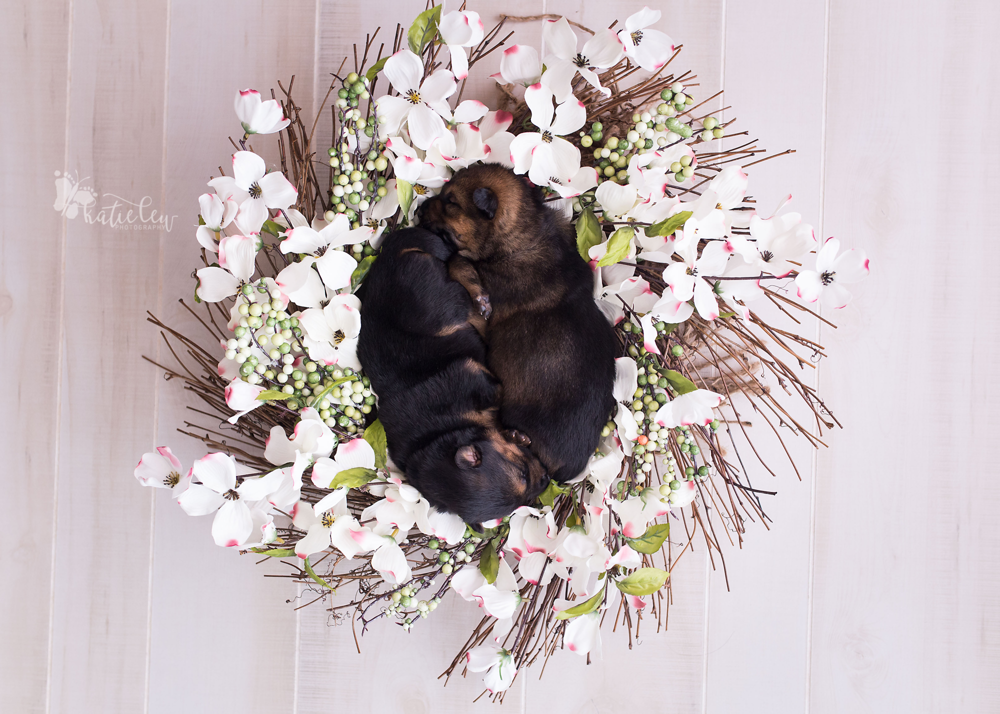 puppies lying in a floral wreath