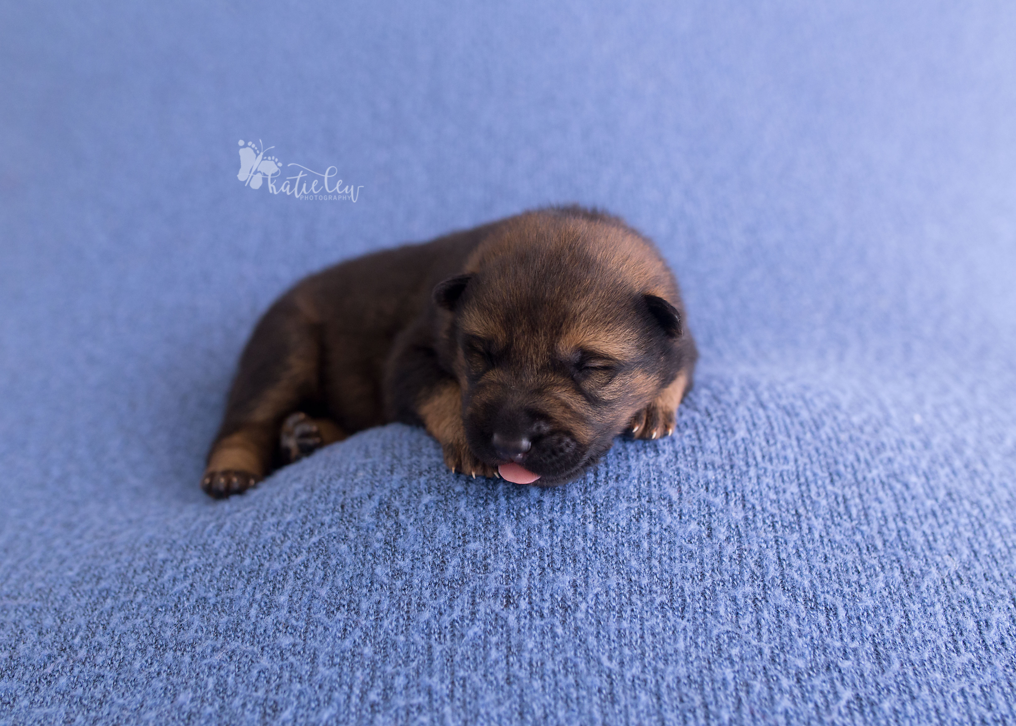 puppy sticking his tongue out