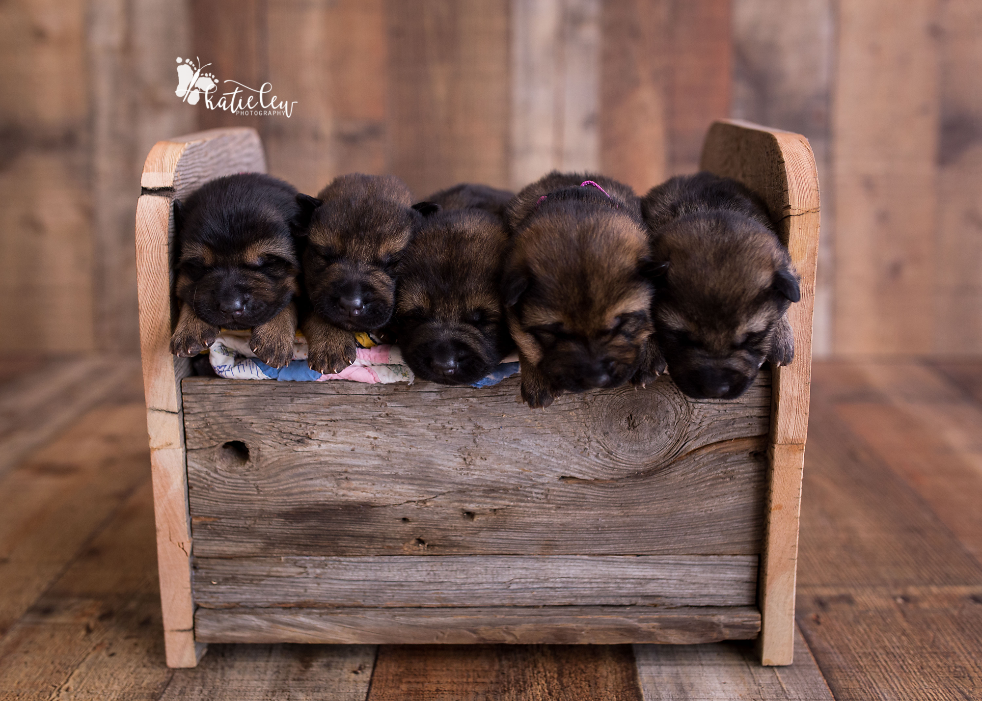 german shepherd puppies squished together in a bed photo prop