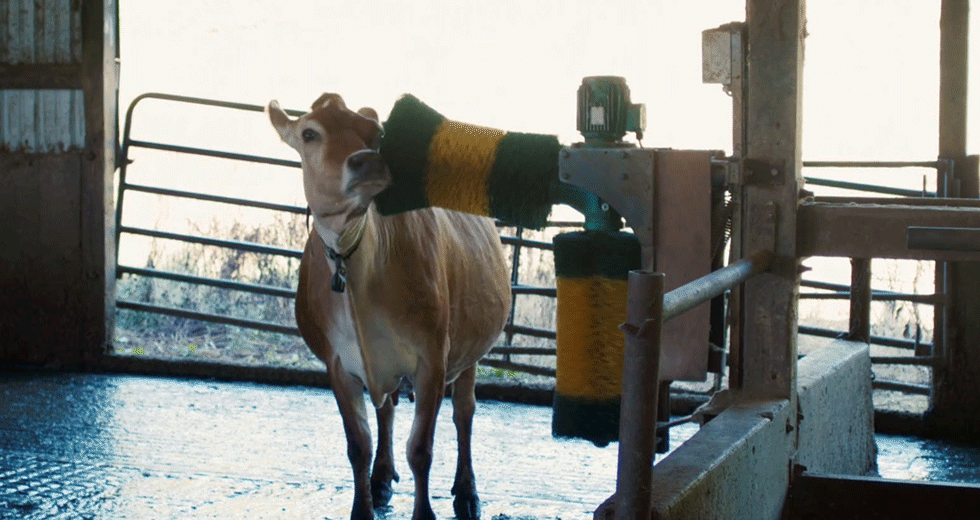 SINGLE-cowwithbrush.gif