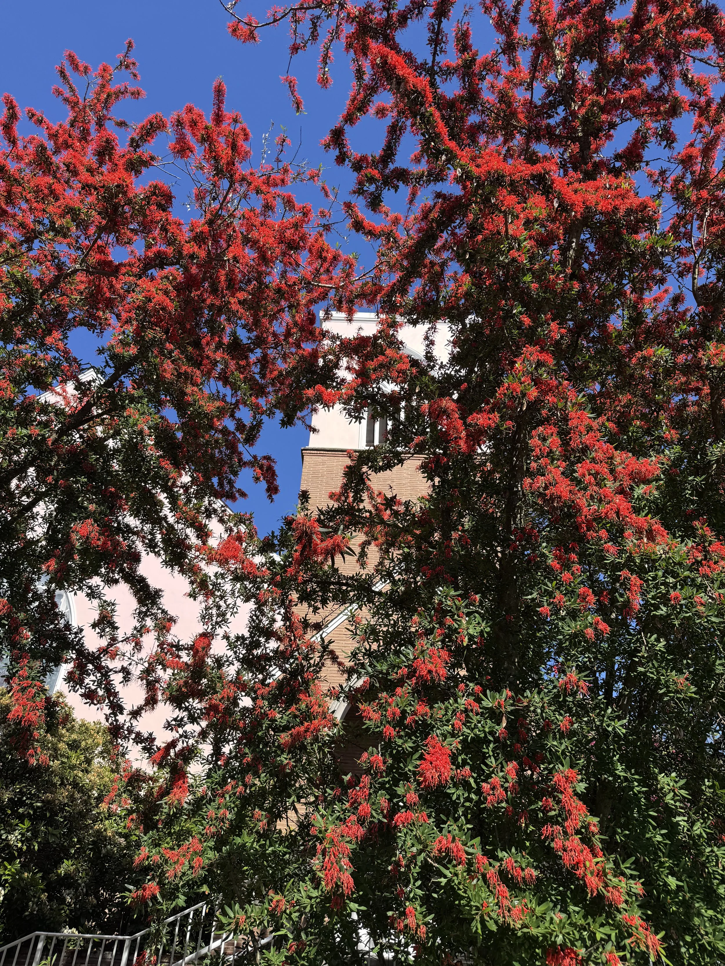 Chilean Fire Tree