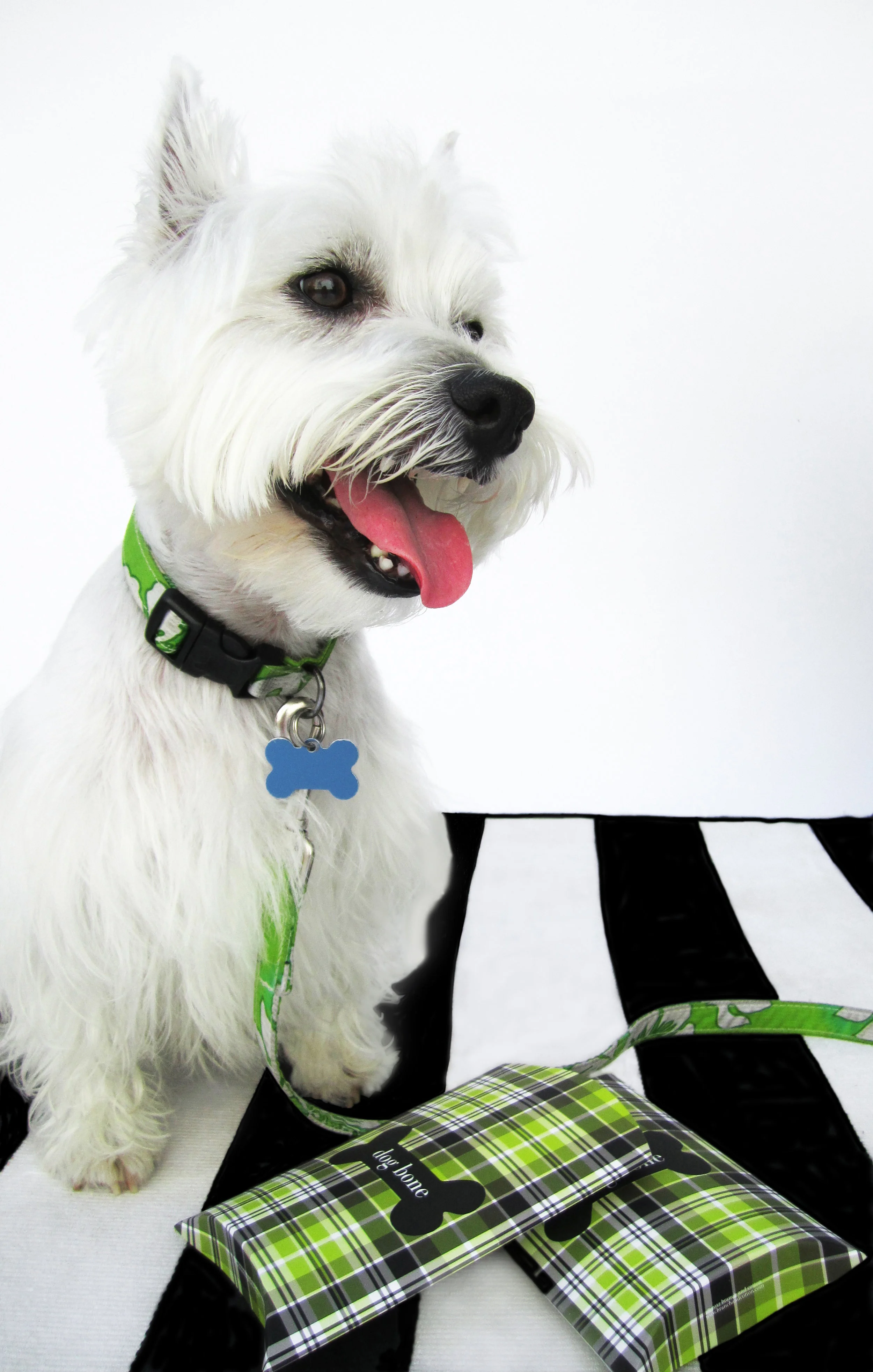 shop_dog_harvey2.jpg