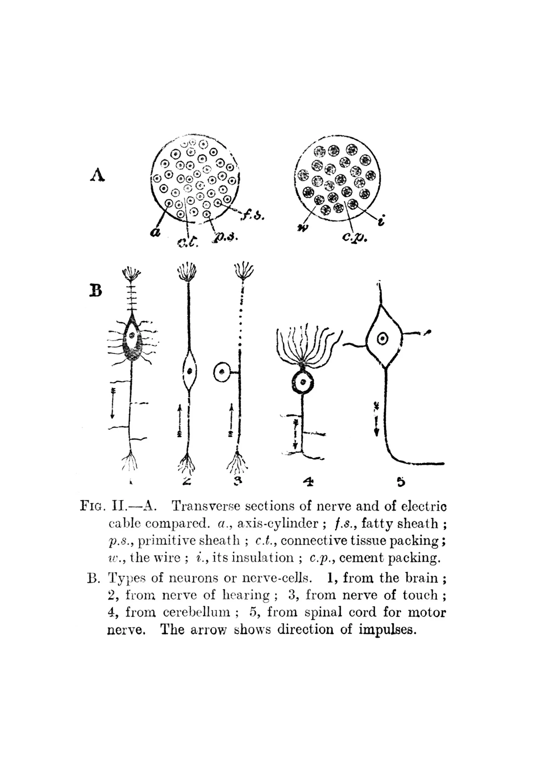 nerves copy.jpg