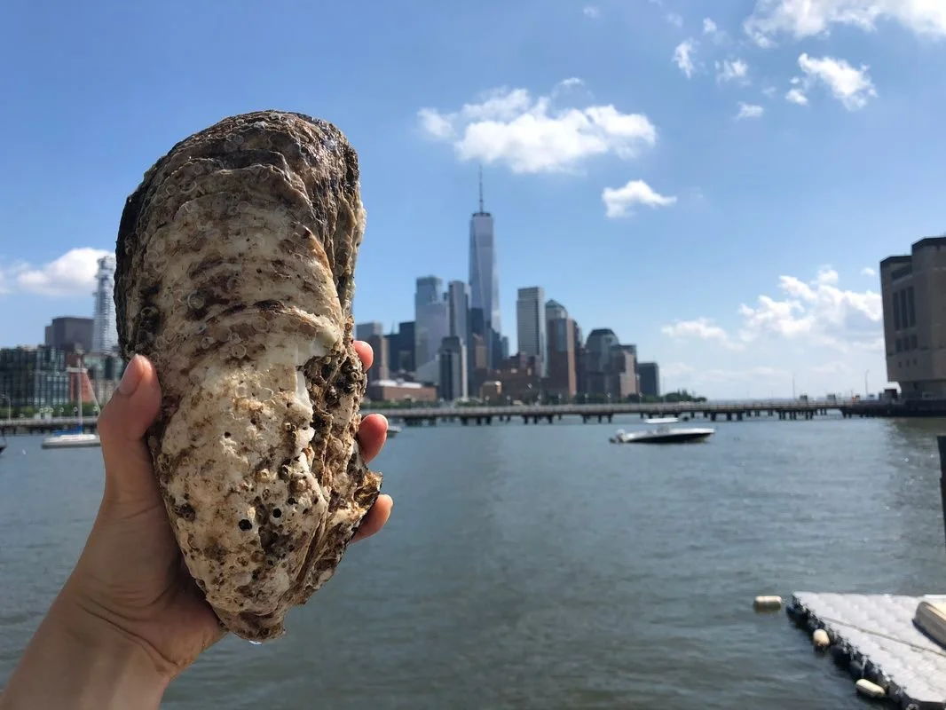 featured-giant-oyster-river-project-nyc-untapped-cities1-1.jpg
