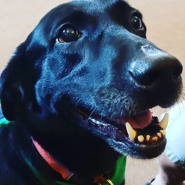 Our friend, Jazz &lt;3