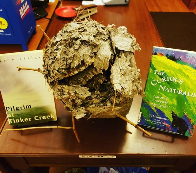 Wasp nest show and tell 🐝