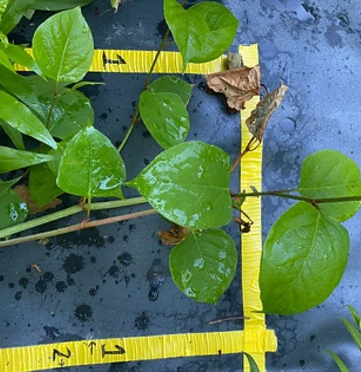 MRBA Invasive Weeds Talk 