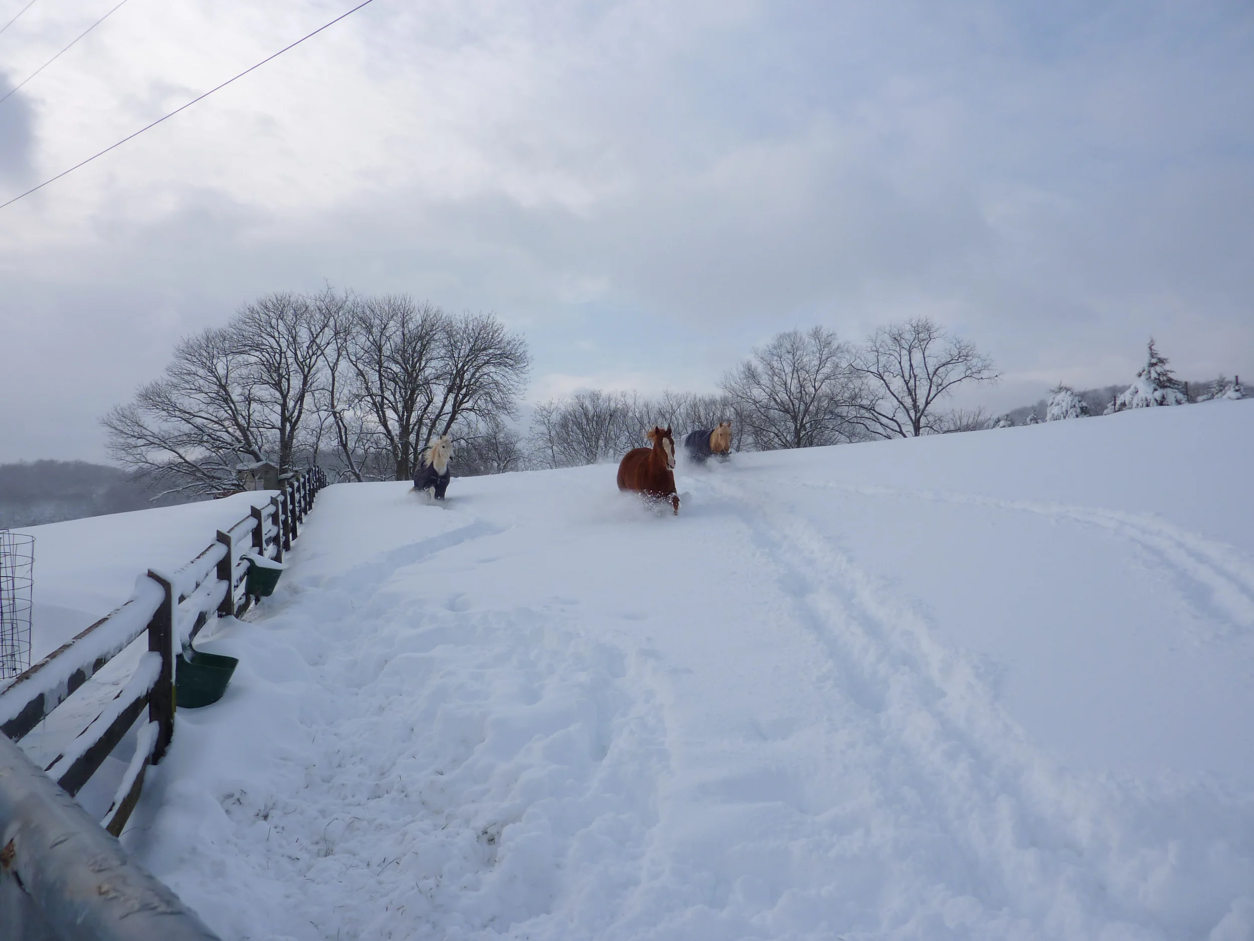 Snow February 2010 010.jpg