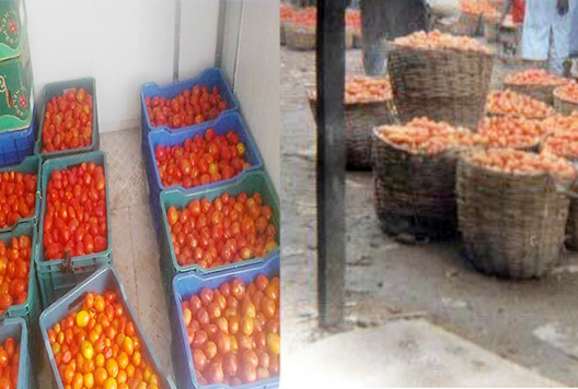 Packaging is one of the important aspects to consider in addressing postharvest losses in fruits and vegetables. It is enclosing food produce or product to protect it from mechanical injuries, tampering, and contamination from physical, chemical, and biological sources. Packaging as a postharvest handling practice in tomato production is essential in putting the produce into sizeable portions for easy handling. However, using unsuitable packaging can cause damage, resulting in losses. Some common packaging materials used in most developing countries include wooden crates, cardboard boxes, woven palm baskets, nylon sacks, jute sacks, and polythene bags. Most of the abovementioned packaging materials do not give all the protection needed by the commodity. Whilst the majority of these packaging materials like the nylon sacks do not allow good aeration within the packaged commodity causing a build-up of heat due to respiration, others like the woven basket have rough surfaces and edges which cause mechanical injuries to the produce. The wooden crate and the woven palm basket are some of the common packaging materials used in Nigeria, for packaging tomatoes. The major shortcoming of the wooden crate is in its height which creates a lot of compressive forces on fruits located at the base of the crate. These undesirable compressive forces cause internal injuries which finally result in reduced postharvest quality of the tomatoes. So there is a great need for a better way of packaging tomatoes.