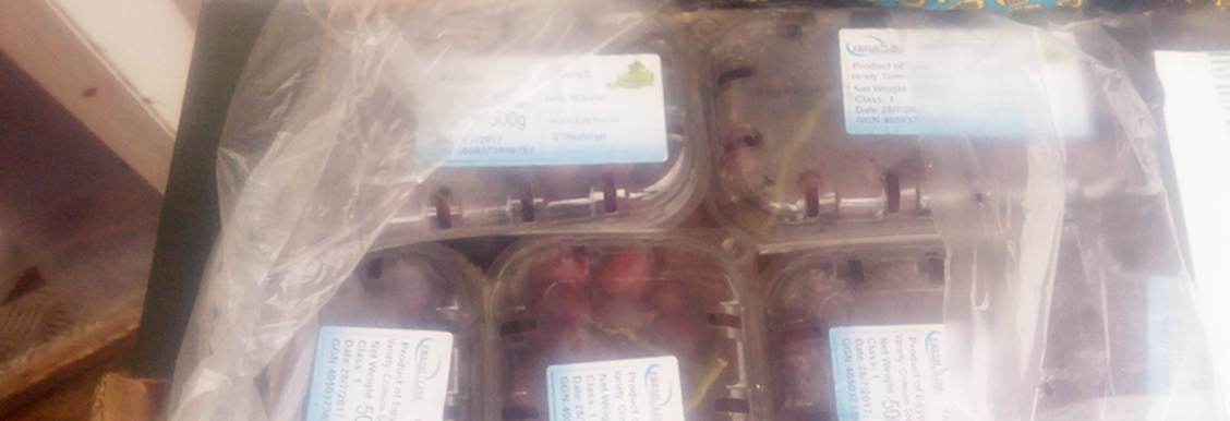A grape is a fruit, botanically a berry, of the deciduous woody vines of the flowering plant genus Vitis, which can be eaten fresh as table grapes or they can be used for making wine, jam, juice, jelly, grape seed extract, raisins, vinegar, and grape seed oil. Grapes are a non-climacteric type of fruit, generally occurring in clusters. The cultivation of the domesticated grape began 6,000–8,000 years ago in the Near East. In North America, native grapes belonging to various species of the Vitis genus proliferate in the wild across the continent, and were a part of the diet of many Native Americans. Grapes are a type of fruit that grow in clusters of 15 to 300, and can be crimson, black, dark blue, yellow, green, orange, and pink. "White" grapes are actually green in color, and are evolutionarily derived from the purple grape. Mutations in two regulatory genes of white grapes turn off production of anthocyanins, which are responsible for the color of purple grapes. Anthocyanins and other pigment chemicals of the larger family of polyphenols in purple grapes are responsible for the varying shades of purple in red wines. Grapes are typically an ellipsoid shape resembling a prolate spheroid. Health Benefits of Grapes 1 Grapes are rich in polyphenolic phytochemical compound resveratrol. Resveratrol is one of the powerful anti-oxidant which has been found to play a protective role against cancers of colon and prostate, coronary heart disease (CHD), degenerative nerve disease, Alzheimer's disease and viral/ fungal infections. 2 Resveratrolreduces stroke risk by altering the molecular mechanisms inside the blood vessels. It does so, firstly by reducing the susceptibility of the blood vessel through decreased activity of angiotensin (a systemic hormone causing blood vessel constriction that would otherwise elevate blood pressure) and secondly, through increased production of vasodilator substance, nitric oxide (a beneficial compound that causes relaxation of blood vessels). 3 Anthocyanins are another class of polyphenolic antioxidants present abundantly in the red grapes. These phytochemicals have been found to have an anti-allergic, anti-inflammatory, anti-microbial, as well as anti-cancer activity. 4 Catechins, a type of flavonoid tannin group of anti-oxidants, discovered in the white/green varieties have also shown to possess these health-protective functions. 5 Also, the berries are very low in calories. 100 g fresh grapes just provide 69 calories but zero cholesterol levels. 6 Grapes are a rich source of micronutrient minerals like copper, iron, and manganese. Copper and manganese are an essential cofactor of the antioxidant enzyme, superoxide dismutase. Iron is especially concentrated in raisins. Besides, 100 g of fresh grapes contain about 191 mg of health benefiting electrolyte, potassium. 7 They are an also good source of vitamin-C, vitamin-A, vitamin-K, carotenes, B-complex vitamins such as pyridoxine, riboflavin, and thiamin. Life-cycle of grapes The life cycle of grape is 3-5 days immediately after harvesting. So there is high risk of postharvest loss in grape. The need for proper storage and preservation come to play, that is where ColdHubs comes in. From our research we discovered that when grape are refrigerate it will prolong the life shelf to 5 – 10 days and when put in freezer in extends its life shelf to 3-5 months. The need of storing grapes in ColdHubs Storing grape(berries) in ColdHubs extends the life shelf to 3-5 months just as that of the freezer, our 24 hours 7 days non-stop solar cold-room helps the grape to retain all necessary nutrient and preserving it 100% gives traders hope of not losing any of their grape to postharvest loss. Our operators will charge just N100(One hundred Nigeria Naria equivalent to $0.5)per day to save traders from great loss and also increase their profits. Coldhubs should be encouraged in every market place and farm cluster to save human consumption.