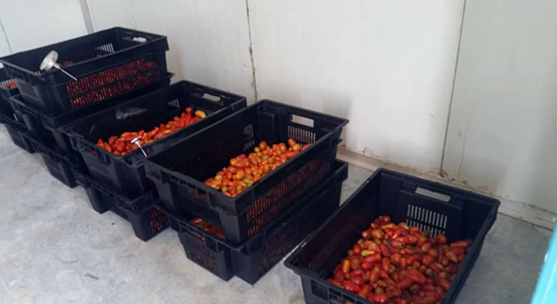 We are excited to announce that our latest solar-powered walk-in cold room has been switched on at the Crop Storage Unit (CSU), Federal Ministry of Agriculture and Rural Development Compound, Moor Plantation, Ibadan, Oyo State, Nigeria.&nbsp;The col…