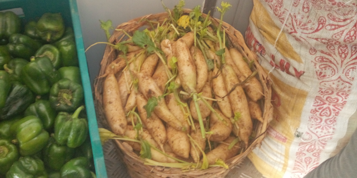 Relief Market ColdHub received and stored its first radish consignment for three weeks, this January. Radish (Raphanus raphanistrum subsp. sativus) is an edible root vegetable, grown and consumed throughout the world, but mostly eaten raw as a crunchy salad vegetable. Radish is known to control damage to our red blood cells, and in the process also increases oxygen supply to the blood. They are a good source for anthocyanins that keep our hearts functioning properly, reducing the risk of cardiovascular diseases. Radish also provides our body with potassium, which can help lower our blood pressure, and keep our blood flow in control. Radish lasts for just 2- 5 days without cold storage, but when cooled at 14 -18o Celsius, the shelf life can be extended to more than 15 days.
