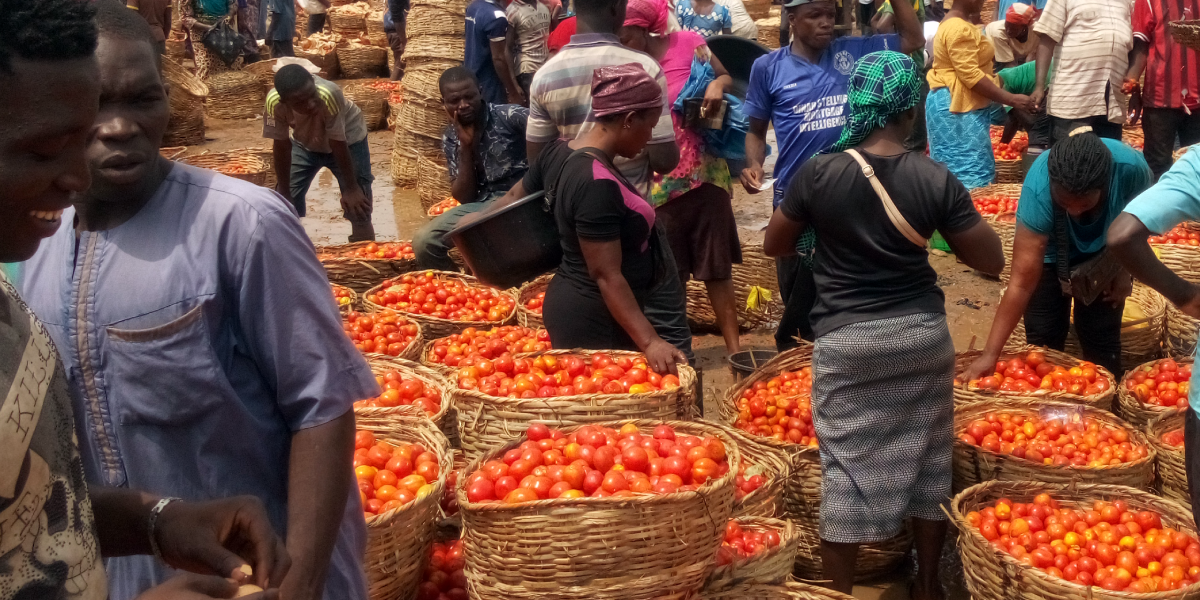 When you come to Mile 12 Lagos, the first thing that comes to your mind is the huge fruits and vegetables market. Daily about 500 to 1000 trucks loaded with fresh fruits, vegetables and other perishable food are off-loaded inside the market. On arrival the produce are normally sold off to the wholesalers who in turn sells to the retailers. Farmers, retailers and wholesalers experience high rate of spoilage, during transportation and offloading. Raffia basket which is used in packaging damages most of the fresh fruits and vegetables especially the tomatoes, due to inherent stress during transportation. While offloading some of the tomatoes falls into the mud, trampled on and before it gets to the owner 10% loss have occurred. After the day sales, the traders keep their tomatoes in the open space, covering it with leaf, but this does not stop spoilage from happening. From the farm s in the northern part of Nigeria down to the Mile 12 Market in Lagos great loss happens even before it get to the final consumer. ColdHubs will be working with the Fresh Fruits and Vegetables Dealers Association, to reduce these loses.
