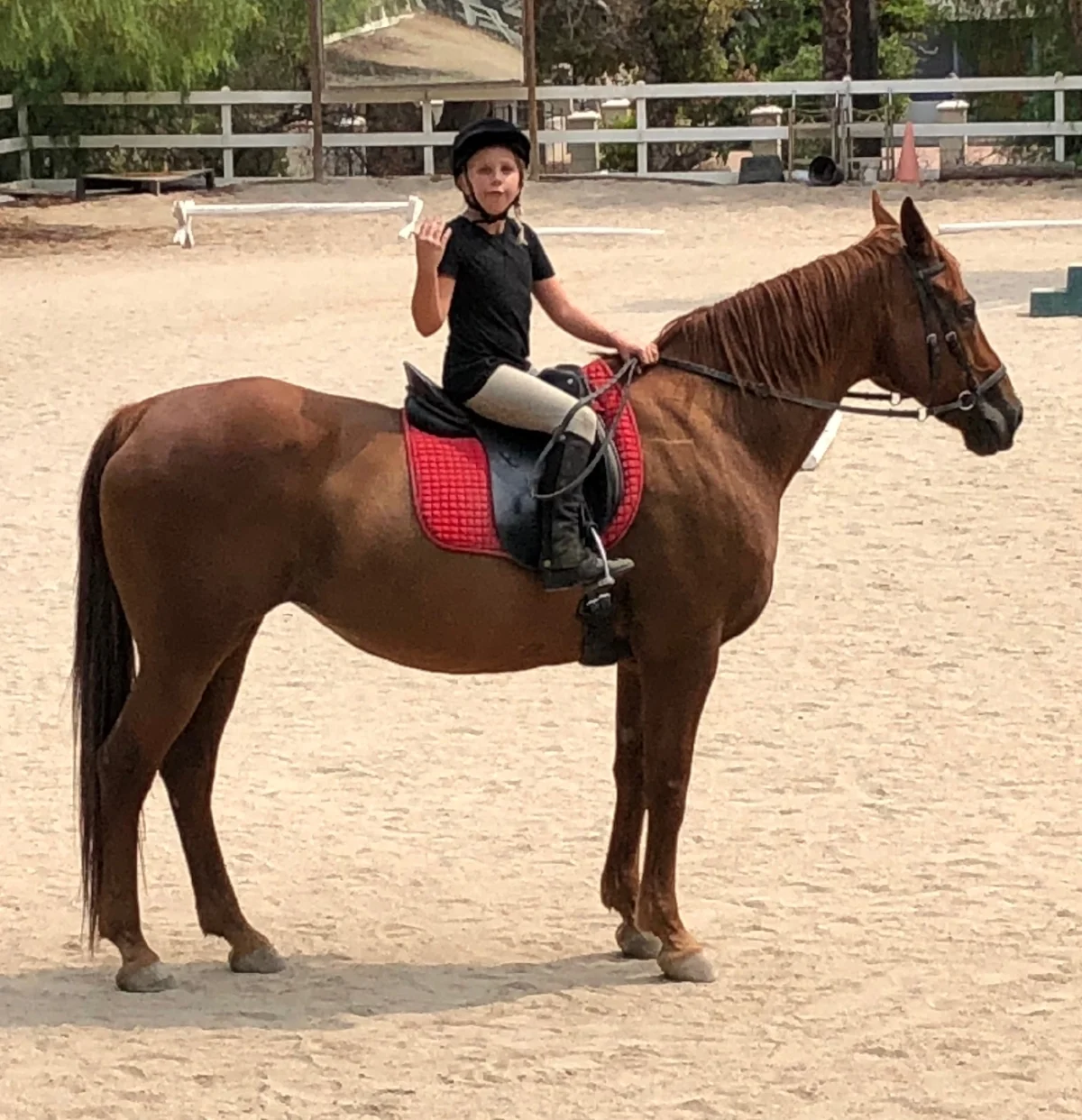 For the first 3 months we had Fiona in our care, our trainer Nina advised us to take a break from riding and spend time on the ground with her, working and bonding, while we made the transition to bitless riding. We started at the beginning (a very good place to start), with basic groundwork, to reframe training for all of us. Honestly, it was frustrating at times, and required faith in this program, for which I am passionate, but had not had the opportunity to explore so deeply myself. This foundation work has been key and the most rewarding work I have ever done with horses. Fiona has revealed herself as a true Family Friend, and we are all having a great time discovering all the things we like to do together, and that now includes riding!