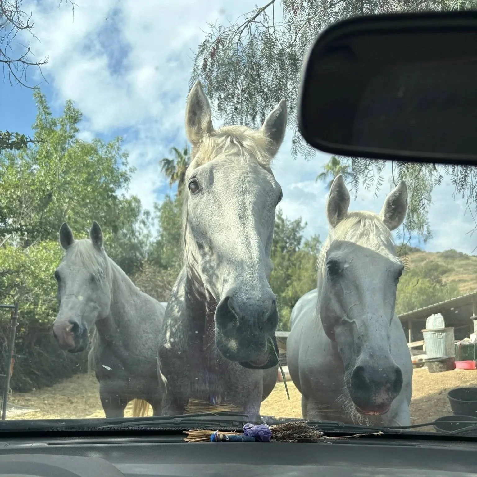 3+grays.jpg
