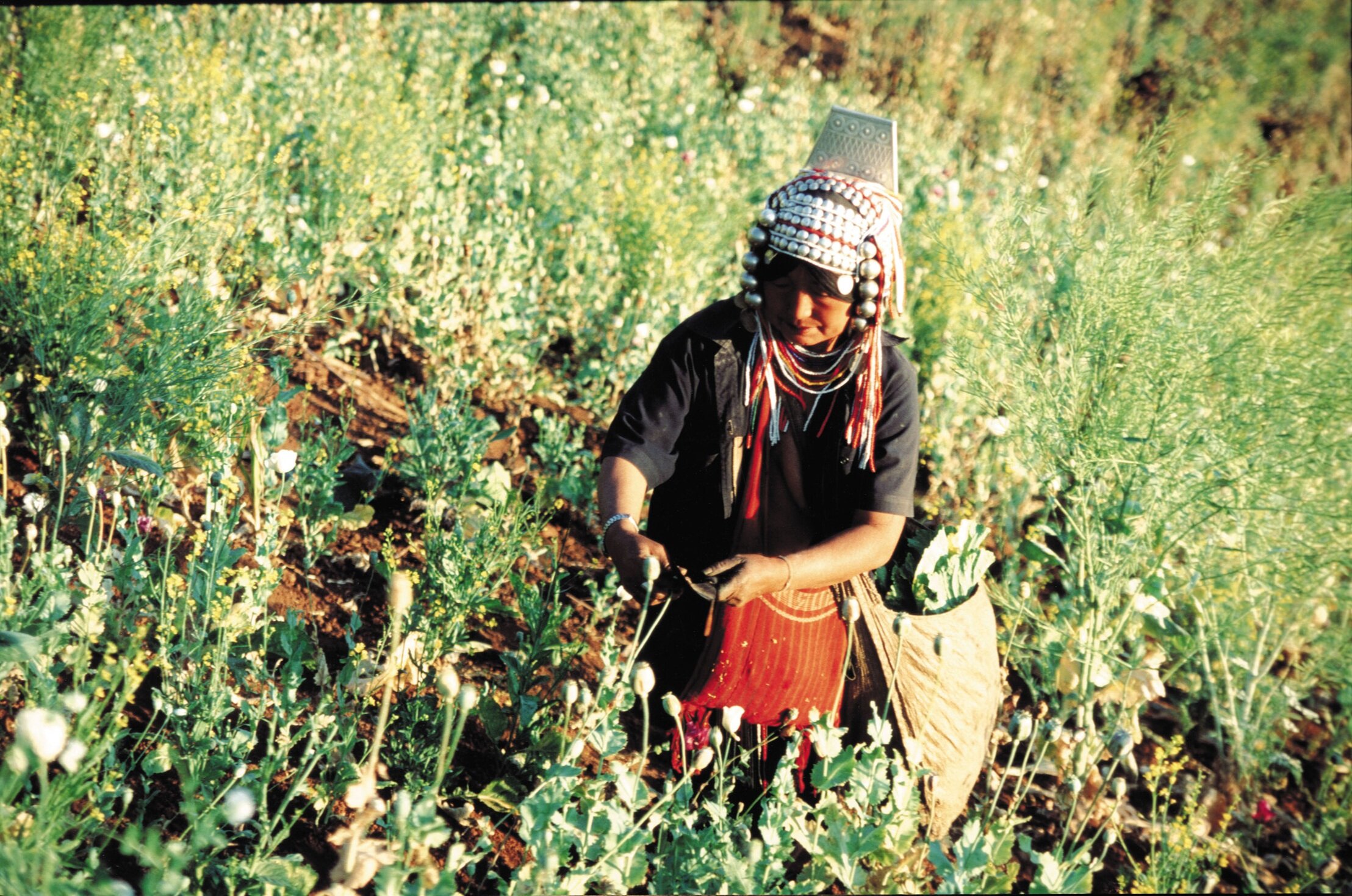 Harvesting Opium, Myanmar