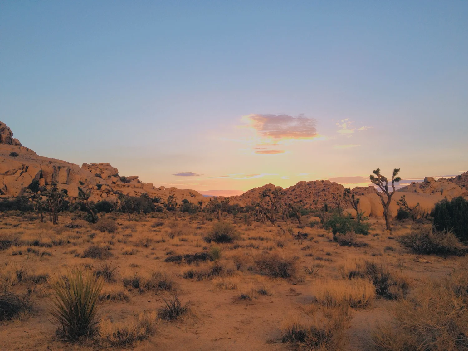 Joshua Tree