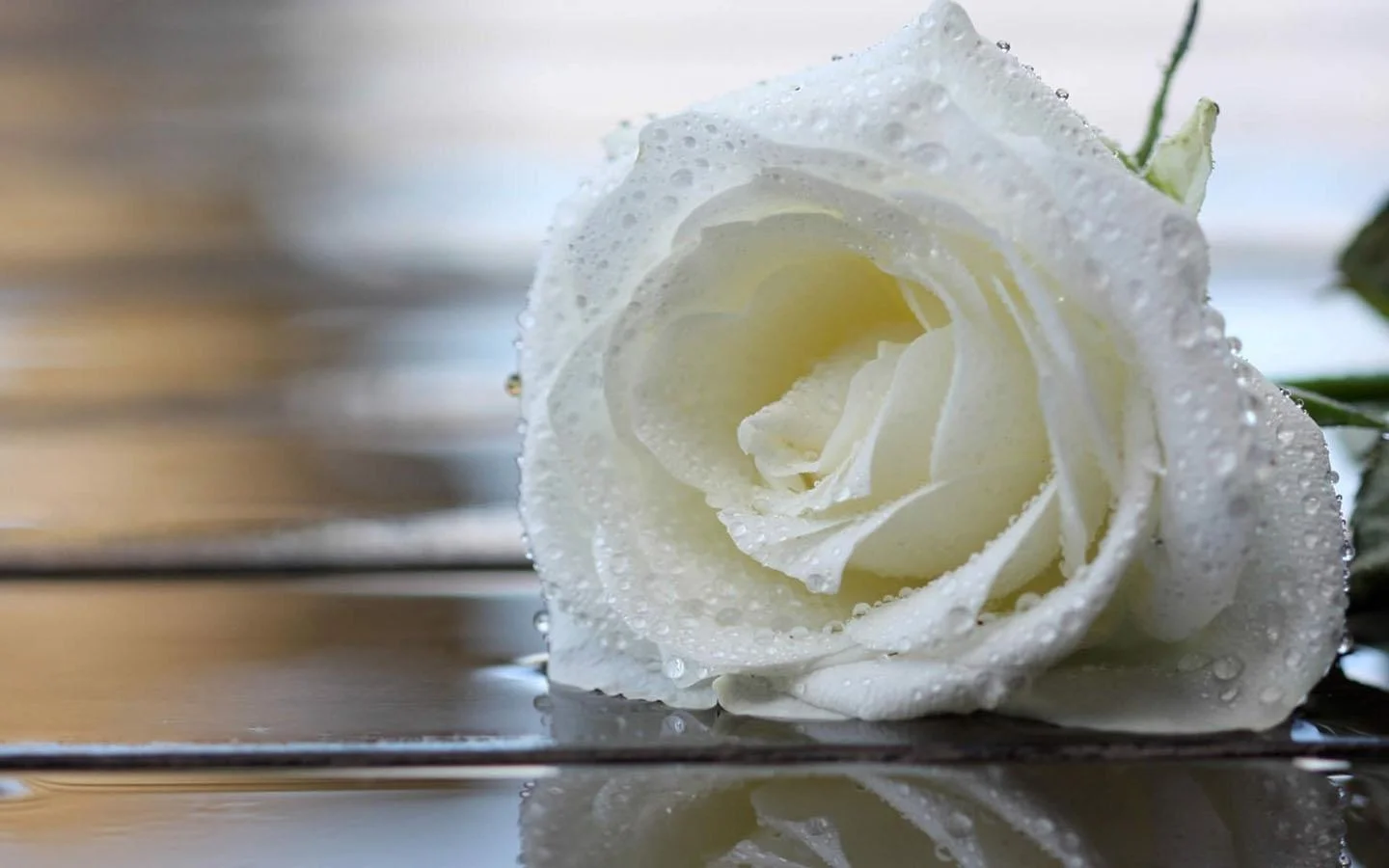 WHITE ROSE.jpg