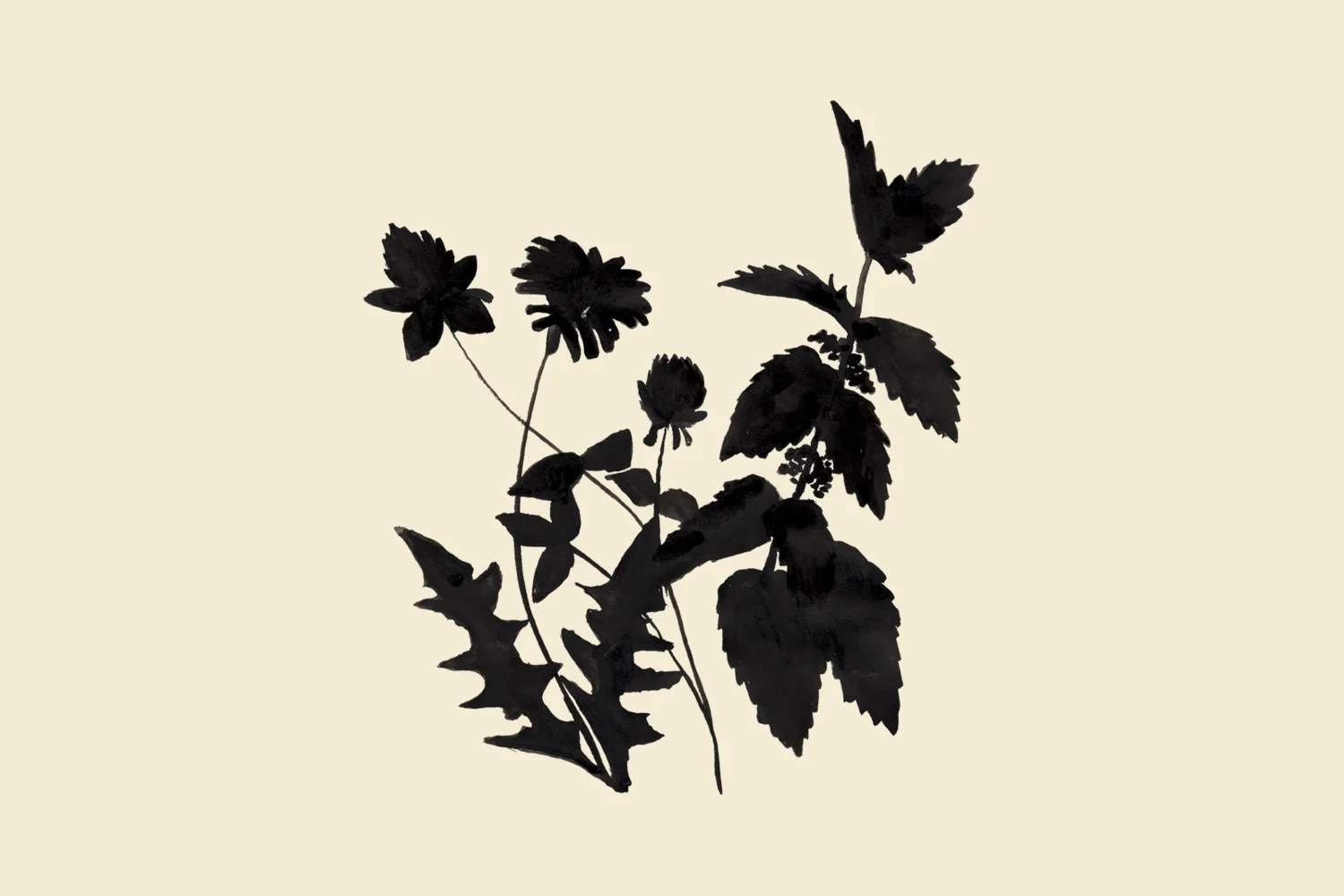 INFUSIONS-front-darker.jpg