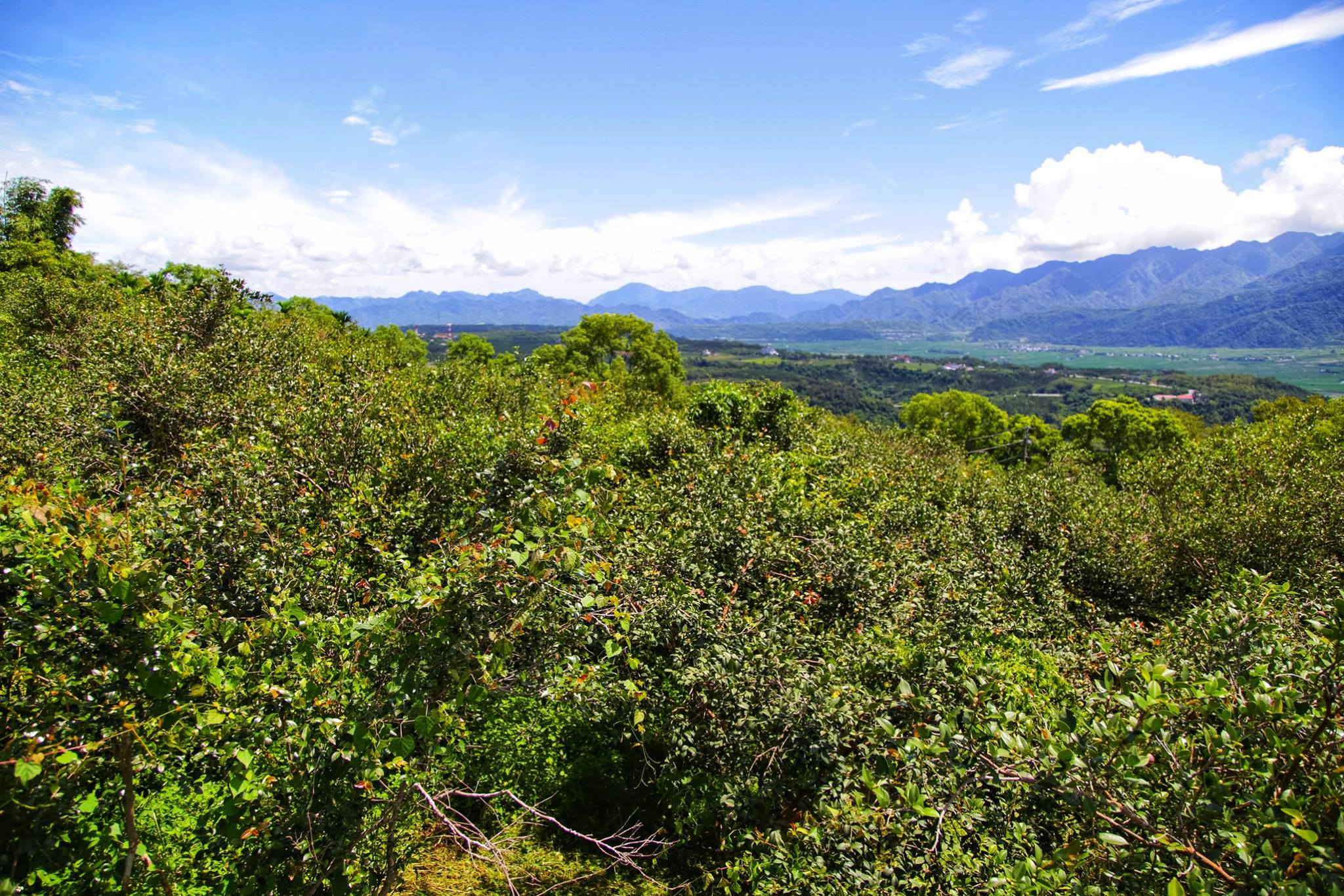 (茶籽堂在宜蘭朝陽社區種下3千顆苦茶樹來源: 茶籽堂粉絲專頁 )