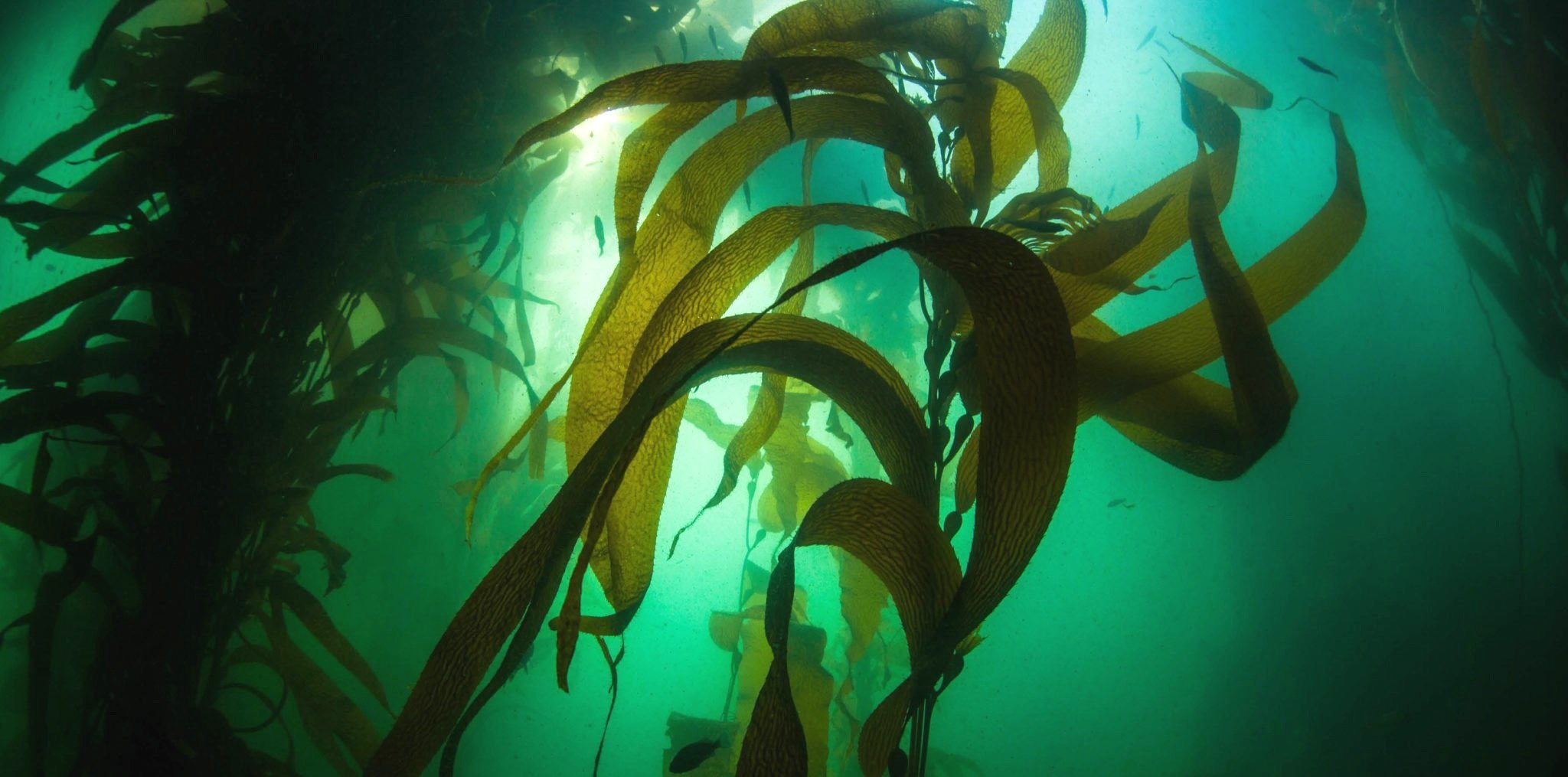   海底森林成為糧食危機救星？     海藻轉機？   