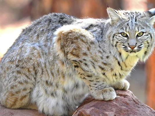 Source: www.courierpostonline.com