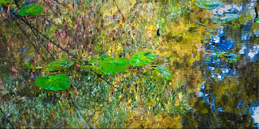 CYPRESS IN BAYOU TECHE, 2009